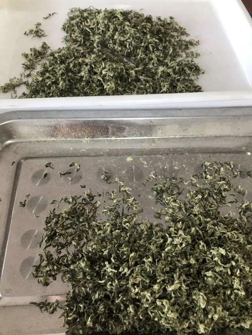碧螺春最新爆料,揭秘茶叶界的“绿色传奇”